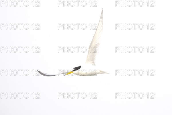 A Little Tern (Sternula albifrons) flying high in the sky, minimalist white background, Texel Island, Noord Holland, Netherlands