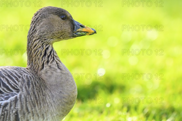 Close-up of a Tundrasaat goose (Anser serrirostris) with green background in nature, Heligoland, Schleswig-Holstein, Germany