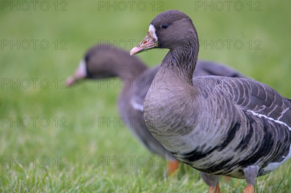 Two white-fronted geese (Anser albifrons) standing on a green meadow, one in the foreground, the other in the background, Heligoland, Schleswig-Holstein, Germany