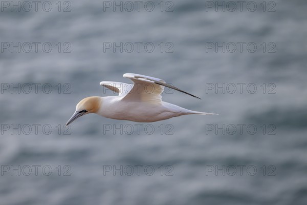 A gannet (Sula bassana) flies over the dark sea, Heligoland, Schleswig-Holstein, Germany