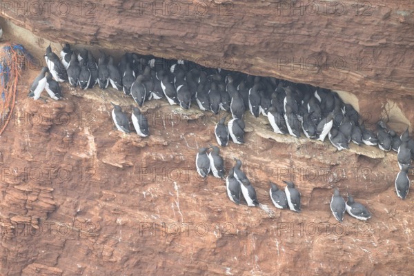 A large group of a densely packed bird colony of guillemots (Uria aalge) sits on a red sandstone rock cliff in a natural setting on the guillemot cliff of Helgoland Island, Helgoland, Schleswig-Holstein, Germany