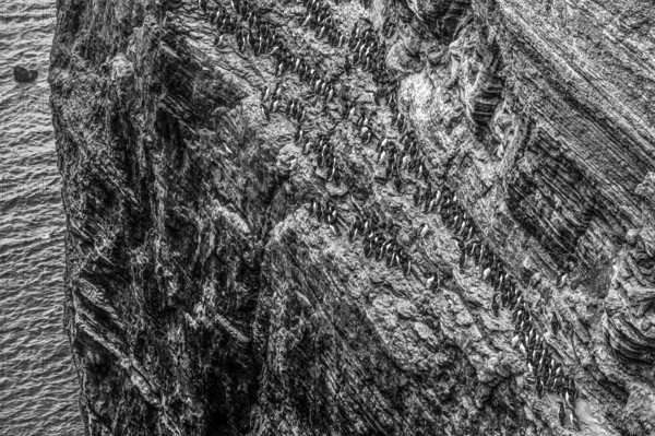 A large group of a densely packed bird colony of guillemots (Uria aalge) sitting on a red sandstone rock cliff in a natural setting on the guillemot cliff of the island of Helgoland, photographed in black and white, Helgoland, Schleswig-Holstein, Germany