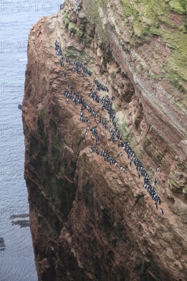 A large group of a densely packed bird colony of guillemots (Uria aalge) sits on a red sandstone rock cliff in a natural setting on the guillemot cliff of Helgoland Island, Helgoland, Schleswig-Holstein, Germany