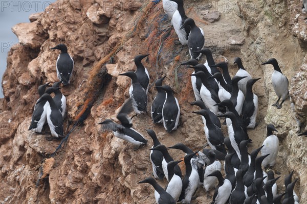 A small group of a densely packed group of guillemots (Uria aalge) sits on a red sandstone rock cliff in a natural setting on the guillemot cliff of Helgoland Island, Helgoland, Schleswig-Holstein, Germany