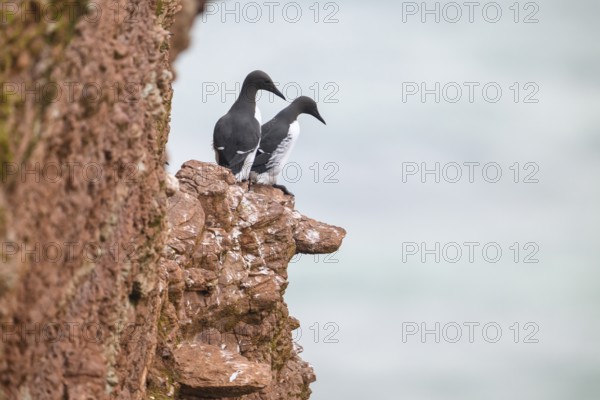 Two guillemots (Uria aalge) sitting on a red sandstone rock cliff in a natural environment at the Lummenfelsen on the island of Heligoland, Heligoland, Schleswig-Holstein, Germany