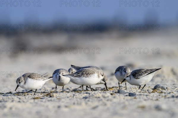 A group of sandpipers (Calidris alba) on a sandy beach looking for food, Heligoland, Schleswig-Holstein, Germany