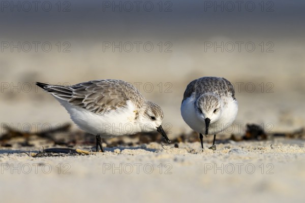 A group of two sandpipers (Calidris alba) on a sandy beach looking for food, Heligoland, Schleswig-Holstein, Germany
