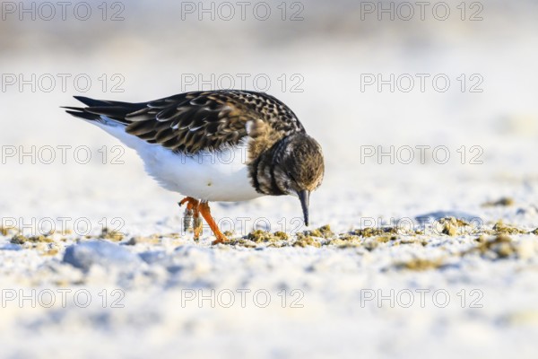 A turnstone (Arenaria interpres) searches for food in the sand on a sunny day, Heligoland, Schleswig-Holstein, Germany