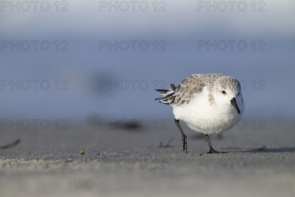 Sanderling (Calidris alba) on a sandy beach looking for food, Heligoland, Schleswig-Holstein, Germany