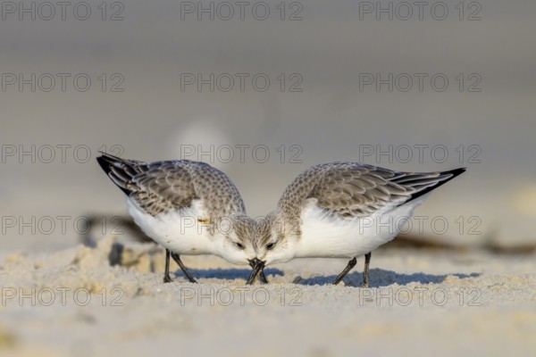 Close-up of two sandpipers (Calidris alba) searching for food on a sandy beach, Heligoland, Schleswig-Holstein, Germany