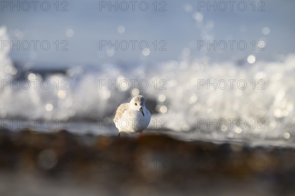 Sanderling (Calidris alba) stands on the beach near breaking waves, the sunlight glistens on the water, the atmosphere is calm and peaceful, Heligoland, Schleswig-Holstein, Germany