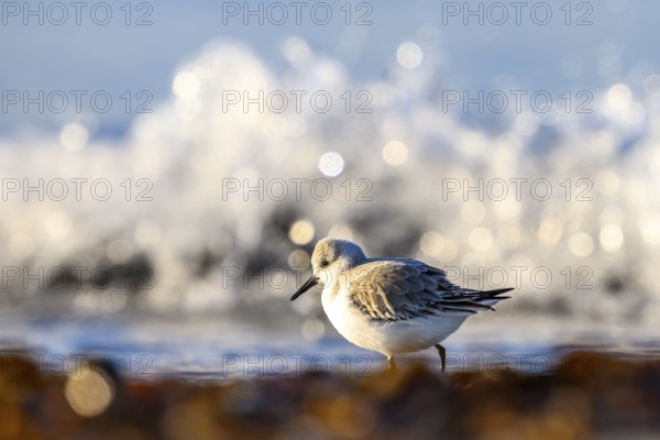 Sanderling (Calidris alba) on a sandy beach looking for food among mussels, seaweed and other debris washed up in front of glittering waves breaking in the sunlight Spray, Heligoland, Schleswig-Holstein, Germany