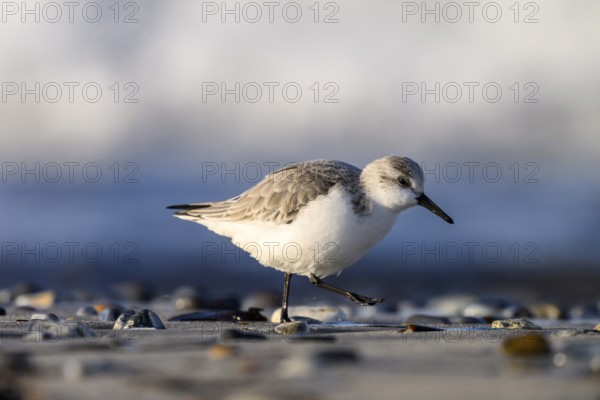 Sanderling (Calidris alba) on a sandy beach looking for food among mussels, Heligoland, Schleswig-Holstein, Germany