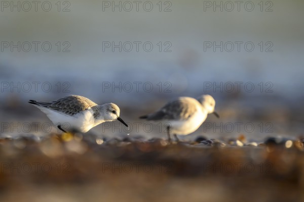 Two sanderlings (Calidris alba) on a sandy beach looking for food among shells, Heligoland, Schleswig-Holstein, Germany