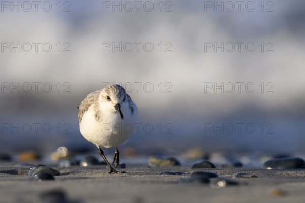 Sanderling (Calidris alba) on a sandy beach looking for food among shells, frontal view close-up, Heligoland, Schleswig-Holstein, Germany