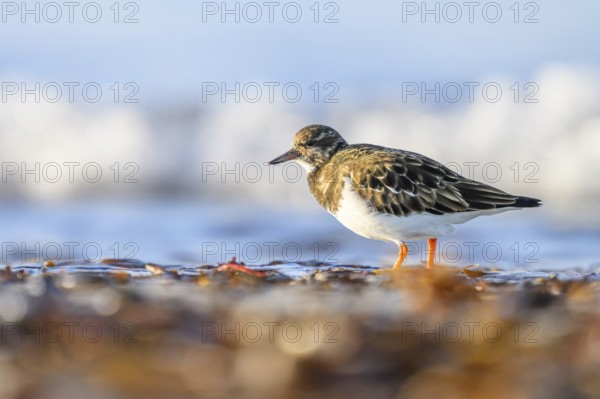 Turnstone (Arenaria interpres) with orange legs walking on the beach, background blurred waves, Helgoland, Schleswig-Holstein, Germany