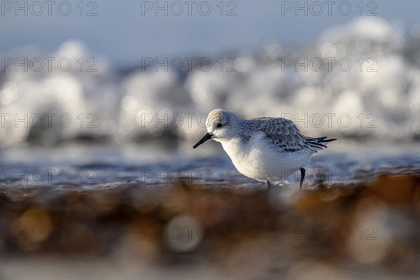 Sanderling (Calidris alba) on a sandy beach looking for food among mussels, seaweed and other debris washed up in front of glittering waves breaking in the sunlight, Heligoland, Schleswig-Holstein, Germany