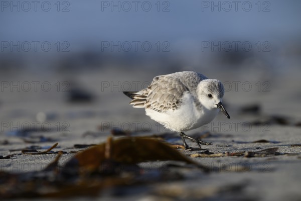Sanderling (Calidris alba) on a sandy beach looking for food among mussels, seaweed and other washed-up debris, Heligoland, Schleswig-Holstein, Germany