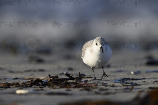 Sanderling (Calidris alba) on a sandy beach looking for the photographer frontal close-up between shells and seaweed, Heligoland, Schleswig-Holstein, Germany