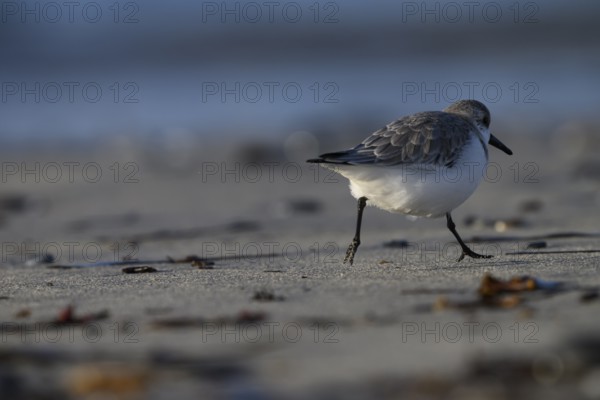 Sanderling (Calidris alba) on a sandy beach running out of the picture between shells, Heligoland, Schleswig-Holstein, Germany