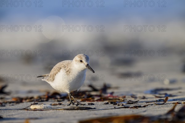 Close-up of a Sanderling (Calidris alba) on a sandy beach looking for food among mussels, Heligoland, Schleswig-Holstein, Germany