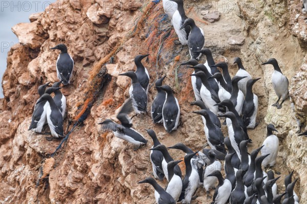 A large group of guillemots (Uria aalge) sitting on a red sandstone rock cliff in a natural environment at the Lummenfelsen of Helgoland Island, Helgoland, Schleswig-Holstein, Germany
