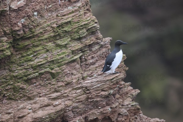 A guillemot (Uria aalge) sits on a red sandstone rock cliff in a natural environment at the Lummenfelsen on the island of Heligoland, Heligoland, Schleswig-Holstein, Germany