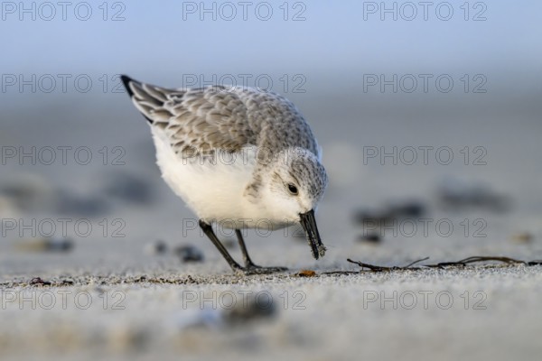 Mclose-up view of a sandpiper (Calidris alba) on a sandy beach looking for food among mussels, seaweed and other washed-up debris, Heligoland, Schleswig-Holstein, Germany
