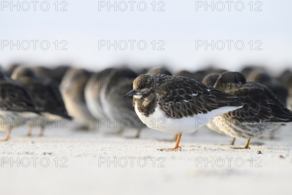 Turnstone (Arenaria interpres) with orange legs sitting on the beach, background blurred sandpiper (Calidris maritima), Heligoland, Schleswig-Holstein, Germany