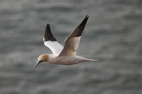 A gannet (Sula bassana) flies elegantly over the dark sea, Heligoland, Schleswig-Holstein, Germany