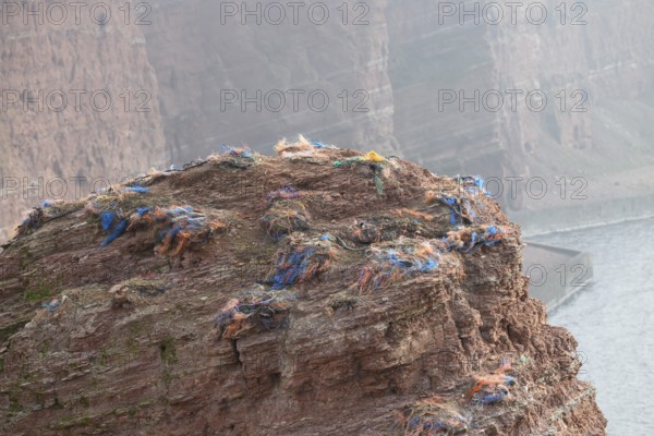 A rocky coastal area with abandoned nests of a gannet colony (Sula bassana) made of various materials with lots of plastic waste from old fishing nets in an earthy environment on the cliffs of the island of Helgoland, Helgoland, Schleswig-Holstein, Germany