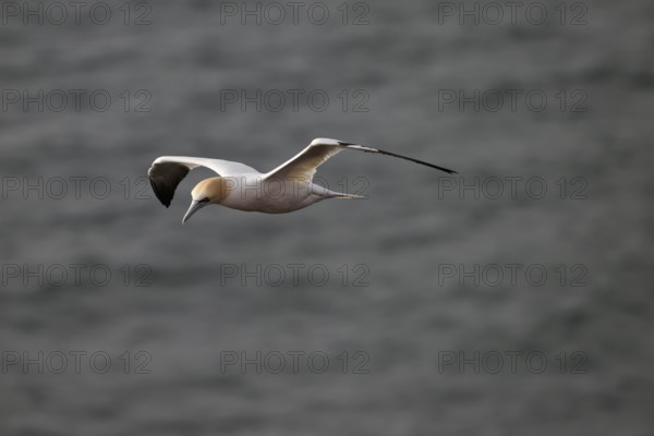 A gannet (Sula bassana) flies over the dark sea, Heligoland, Schleswig-Holstein, Germany