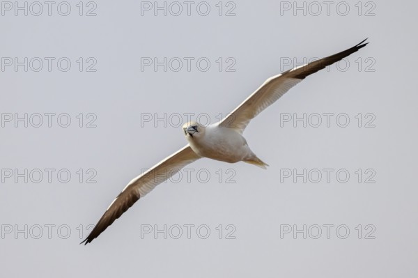 A gannet (Sula bassana) spreads its wings in flight against a bright sky, Helgoland, Schleswig-Holstein, Germany