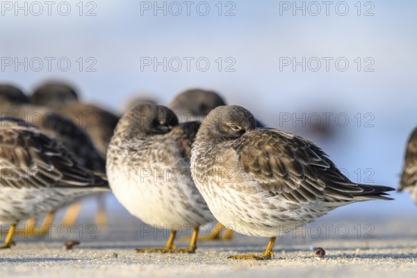 Two sleeping sandpipers (Calidris maritima) on the beach of the dune, Heligoland, Schleswig-Holstein, Germany
