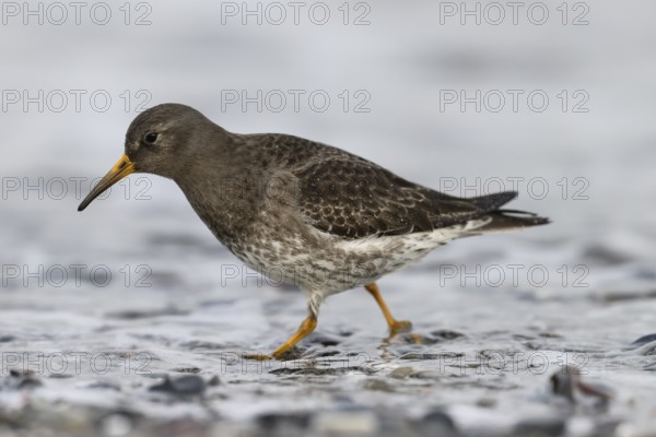 A sandpiper (Calidris maritima) standing in shallow water of a pebble beach, surrounded by hectic wave foam, Heligoland, Schleswig-Holstein, Germany