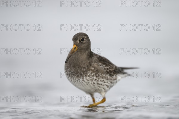 Close-up of a sandpiper (Calidris maritima) standing in shallow water, surrounded by hectic wave foam, Helgoland, Schleswig-Holstein, Germany