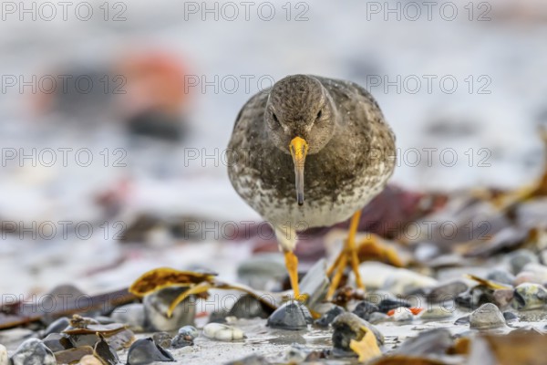 A sandpiper (Calidris maritima) in a close-up frontal view running towards the photographer, Heligoland, Schleswig-Holstein, Germany