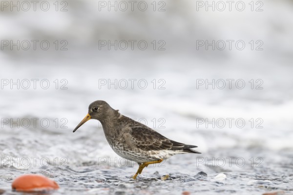 A common sandpiper (Calidris maritima) stands in shallow water surrounded by hectic wave foam, Helgoland, Schleswig-Holstein, Germany
