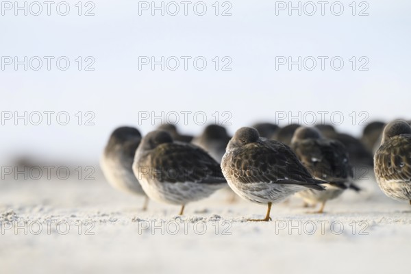Sleeping sandpipers (Calidris maritima) on the beach of the dune, Heligoland, Schleswig-Holstein, Germany
