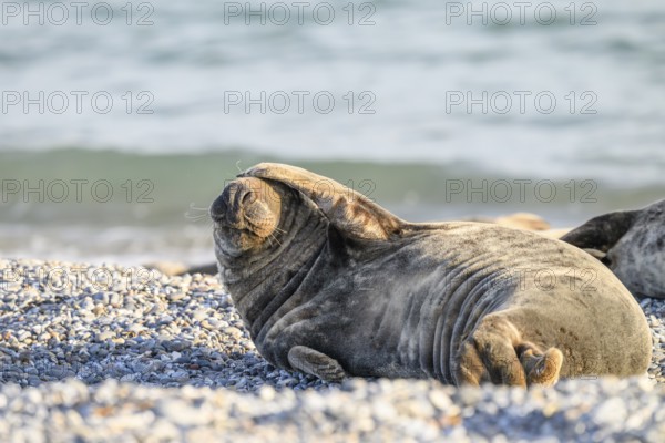 A grey seal (Halichoerus grypus) lies relaxed on the beach with the background of sand and sea It takes a humorous pose and puts a fin on its head, Heligoland, Schleswig-Holstein, Germany