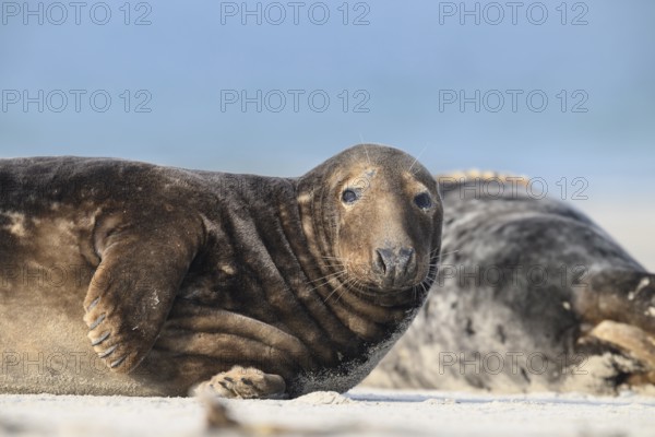 A grey seal (Halichoerus grypus) rests relaxed on the beach, with the background of the calm sea, and looks chilled into the camera, Heligoland, Schleswig-Holstein, Germany