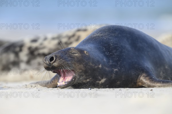 A grey seal (Halichoerus grypus) rests yawning on the beach, with the background of the calm sea, Heligoland, Schleswig-Holstein, Germany