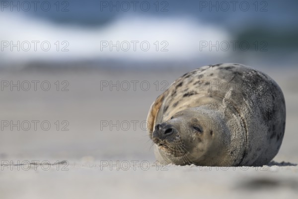 A grey seal (Halichoerus grypus) sleeps relaxed on the beach, with the background of the calm sea, Heligoland, Schleswig-Holstein, Germany