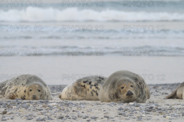 Grey seals (Halichoerus grypus) resting relaxed on the beach, with the background of the calm sea, Heligoland, Schleswig-Holstein, Germany