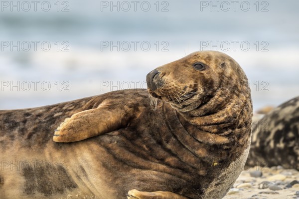 A grey seal (Halichoerus grypus) rests relaxed on the beach, with the background of the calm sea It has raised its head slightly and is looking to the left, Heligoland, Schleswig-Holstein, Germany