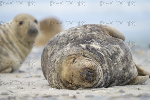 A male grey seal (Halichoerus grypus) rests relaxed on the beach, with the background of the calm sea, Heligoland, Schleswig-Holstein, Germany