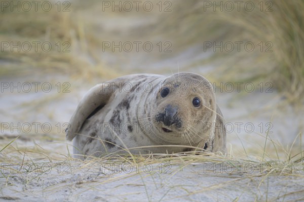 A young grey seal (Halichoerus grypus) lies curiously in the dunes and observes the surroundings, seal lying in the sand dunes with an attentive look, surrounded by nature, Heligoland, Schleswig-Holstein, Germany