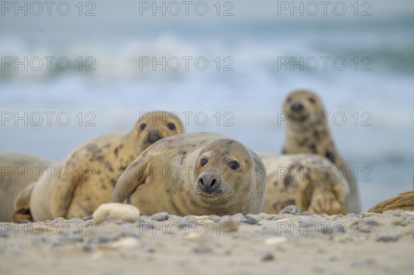A small group of young grey seals (Halichoerus grypus) rests relaxed on the beach, with the background of the calm sea, some animals look curiously into the camera, Helgoland, Schleswig-Holstein, Germany