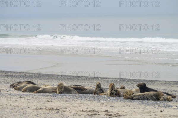 A group of grey seals (Halichoerus grypus) resting relaxed on the beach, with the background of the calm sea, Heligoland, Schleswig-Holstein, Germany