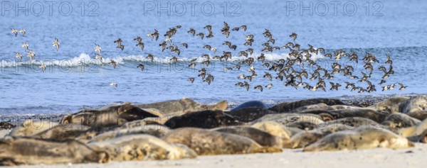 Birds flying over a group of grey seals (Halichoerus grypus) on the beach along the blue sea, Heligoland, Schleswig-Holstein, Germany